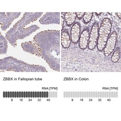 ZBBX Antibody, Novus Biologicals 0.1mL; Unlabeled:Antibodies, Polyclonal